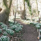 Holme Pierrepont Hall is opening up its snowdrop garden to the public this January