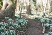 Holme Pierrepont Hall is opening up its snowdrop garden to the public this January