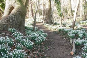 Holme Pierrepont Hall is opening up its snowdrop garden to the public this January