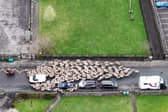 Moment more than 200 sheep run through town.