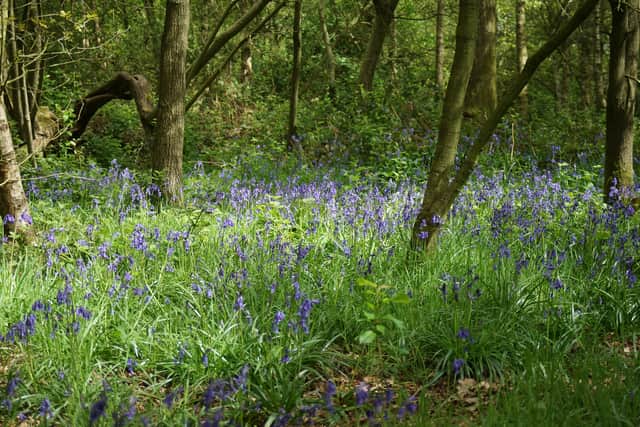 There are fears for what lies for the bluebell-covered wood ahead should controversial plans for up to 150 homes off Lime Lane be given the green light