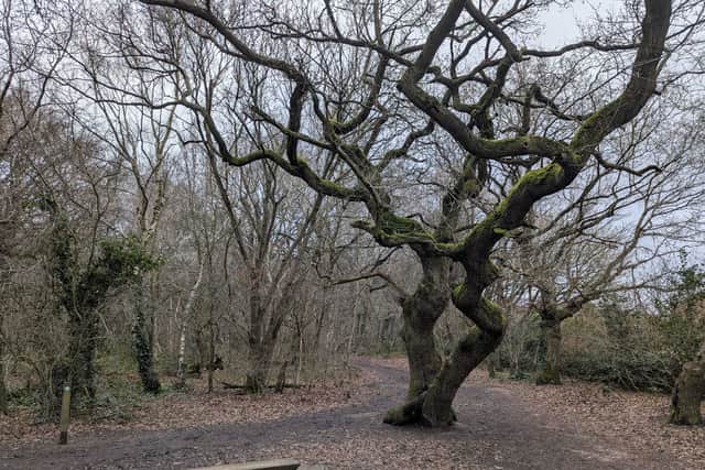 The group are concerned about the loss of wildlife surrounding the site, the potential loss of water supply and that the wood could “dry out”