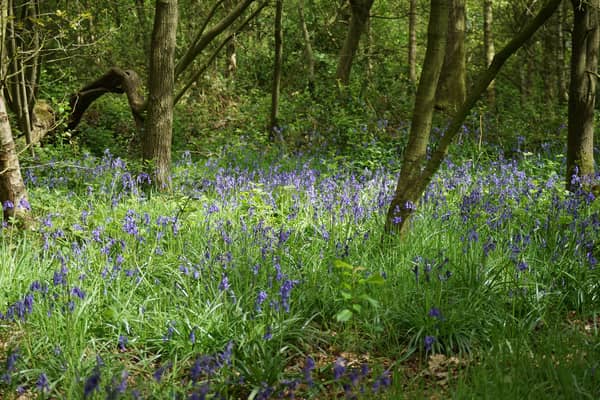 An image of the bluebells at Chaddesden Wood. Image by Friends of Chaddesden Wood.