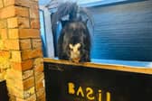 A sleepover staycation with a twist - and a very special guest - is on offer at a Thurgarton farm via Airbnb