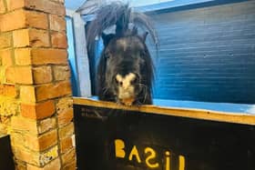 A sleepover staycation with a twist - and a very special guest - is on offer at a Thurgarton farm via Airbnb