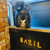 A sleepover staycation with a twist - and a very special guest - is on offer at a Thurgarton farm via Airbnb