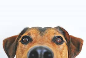 The flowers and plants you should avoid giving pet owners this Valentine’s Day.
