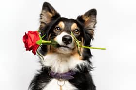 The survey was commissioned by The Kennel Club ahead of Crufts next month