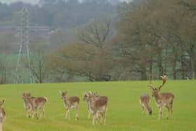 Worried deer on the site between Spondon and Spondon Wood, in Erewash