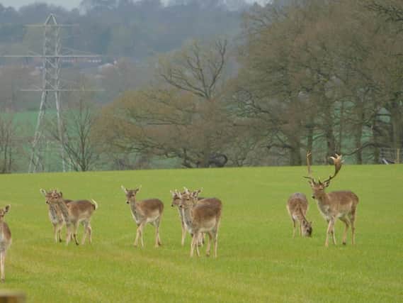 Worried deer on the site between Spondon and Spondon Wood, in Erewash