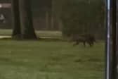 Video grab from footage showing the bizarre moment a dad and daughter spotted what they believed to be a 'kangaroo'- in southeast London. 