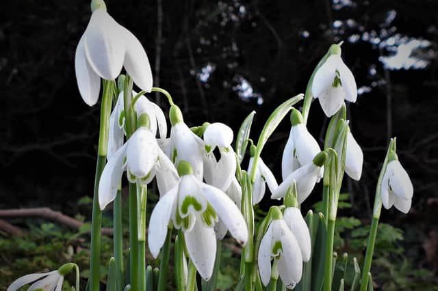 Snowdrop Stories trail at Canons Ashby is a quaint way to enjoy spring