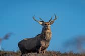 Take in stunning scenery and watch Jacob sheep and fallow deer roam across the landscape