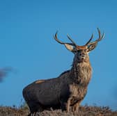 Take in stunning scenery and watch Jacob sheep and fallow deer roam across the landscape