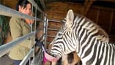 Bev Griffiths and Ziggy the zebra.