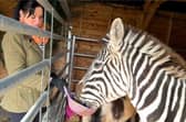 Bev Griffiths and Ziggy the zebra.