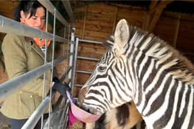 Bev Griffiths and Ziggy the zebra.