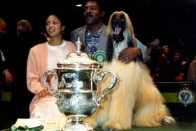 Most expensive dogs 2025: These are the most expensive breeds at Crufts including the beautiful Afghan Hound 