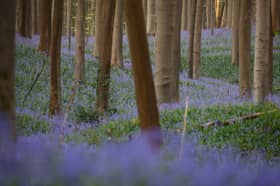 Did you know bluebells are a protected flower species? Discover more about this beautiful flower that transforms swathes of the UK in the spring