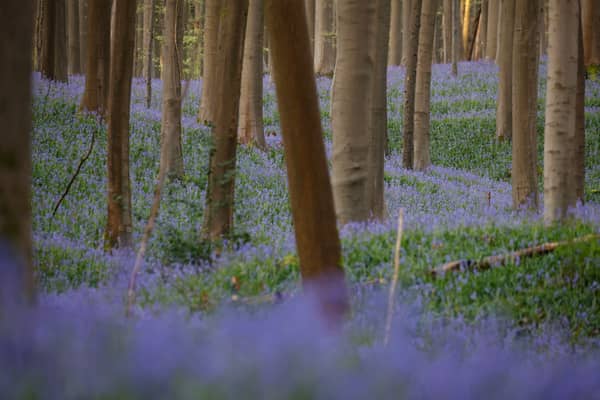 Did you know bluebells are a protected flower species? Discover more about this beautiful flower that transforms swathes of the UK in the spring