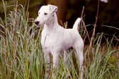 A number of other iconic British breeds have  a worrying start to the year
