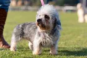 Violet, a Dandie Din Mont Terrier, arriving today (Thursday 06/03/25), for the first day of Crufts 2025.