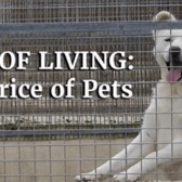 Price of Pets thumbnail image