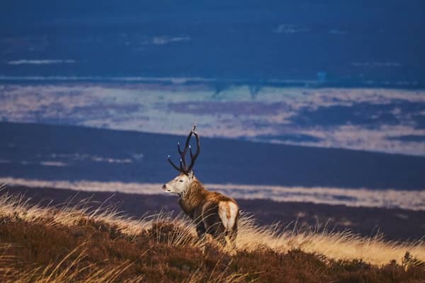 Baslow is a beautiful Derbyshire village where nature and a thriving hospitality landscape is celebrated. Pictured is a wild deer at White Edge Peak District National Park