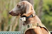 The Rola PetTracker clamps to a collar and connects to your smartphone