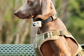 The Rola PetTracker clamps to a collar and connects to your smartphone