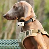The Rola PetTracker clamps to a collar and connects to your smartphone