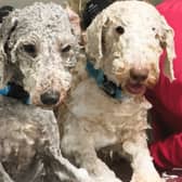 Two Bedlington Terriers being groomed at a dog spa