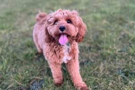 Things in the garden toxic to dogs
