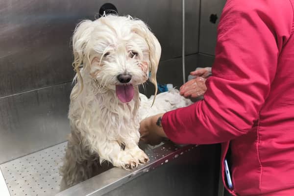 A small dog being groomed 