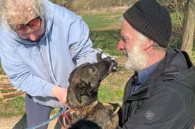 Athena, a lost German Shepherd cross was reunited with her family after eagle-eyed walkers lured her in with Greggs sausage rolls.