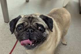 The RSPCA is appealing for information after Reggie, an eight-year-old pug, was abandoned at its Derby rescue centre. The dog was left by an individual claiming to be a friend of the owner, who then disappeared. The RSPCA seeks leads about the owner.