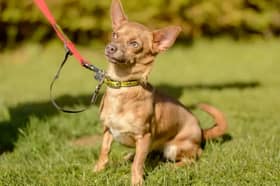 Dogs Trust have released this month's Dog's of the Month list. A star on the list is Mitzi, a sweet little girl with a larger than life personality.
