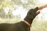 Easter eggs can be potentially fatal if eaten by our dogs/