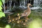 Mallard ducklings and mother in the Wesley Brook, Shifnal, Shropshire.
