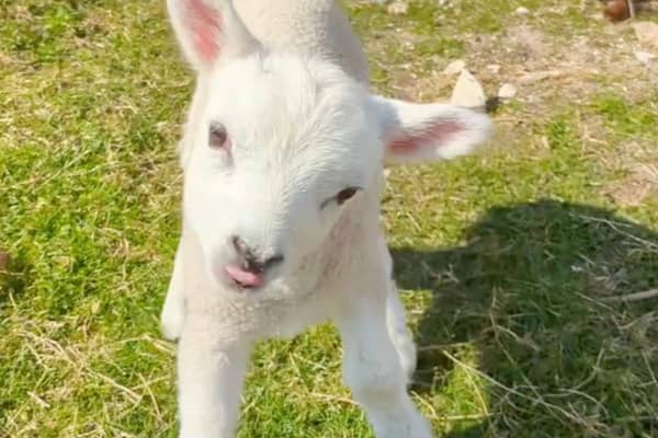 Wonky the lamb.