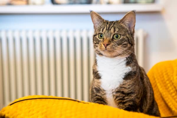 80 per cent believe their pet could pick them out of a lineup