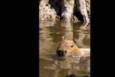 Capybara cools off at Chester Zoo