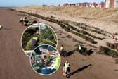 New documentary explains how old Christmas trees are helping to protect the coast 
