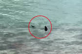 Massive shark circles waters off UK coast.