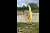 Polar bears go wild and take to the water...in a kayak
