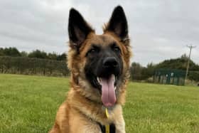 Dogs Trust: 14 dogs seeking forever homes in Derbyshire including playful Frenchie and adorable Shih Tzus 