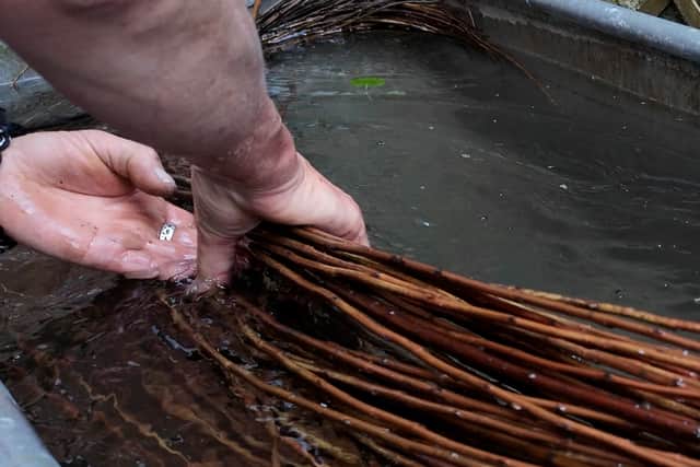 Artist Helena soaking willow twigs.