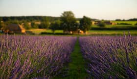 A lavender farm is gearing up for its annual reopening this summer, offering unique ‘music in the fields’ experiences too.