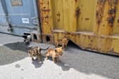 Four kittens were rescued by Royal Navy sailors in Bahrain after getting stuck under a shipping container. Pictured: he orphaned kittens emerge from their 'home' underneath shipping containers.