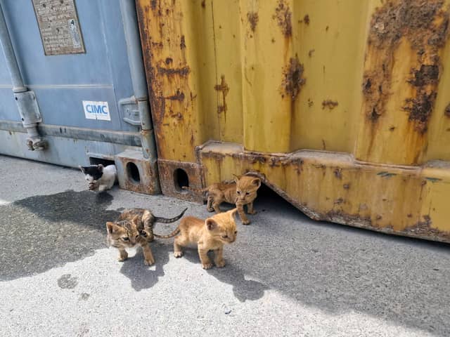 Four kittens were rescued by Royal Navy sailors in Bahrain after getting stuck under a shipping container. Pictured: he orphaned kittens emerge from their 'home' underneath shipping containers.